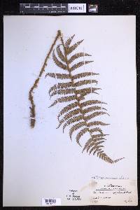 Polystichum mucronifolium image