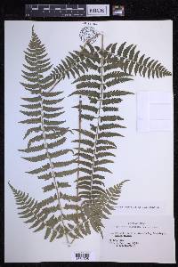 Polystichum tripteron image