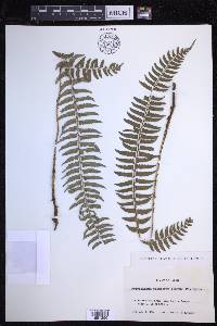 Polystichum tripteron image