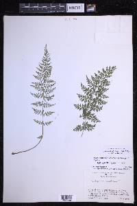 Cystopteris millefolia image