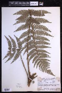 Polystichum aculeatum image