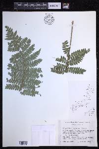 Polystichum tagawanum image