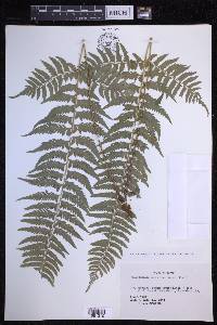 Polystichum tripteron image