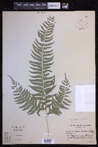 Polystichum tripteron image