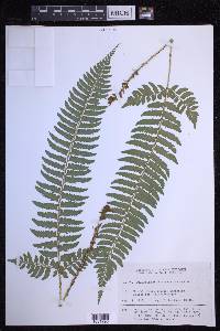 Polystichum tripteron image