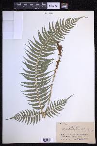 Polystichum tripteron image