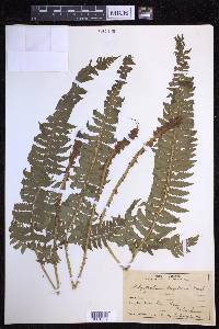 Polystichum tripteron image