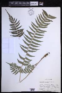 Polystichum tripteron image