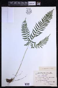 Polystichum tripteron image