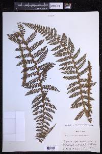 Polystichum tagawanum image