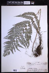 Polystichum aculeatum image