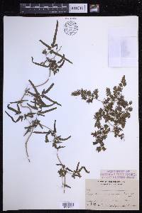 Lygodium japonicum image