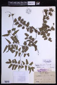 Lygodium microphyllum image