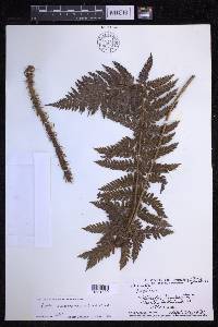 Polystichum vestitum image