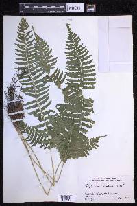 Polystichum tripteron image