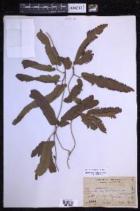 Lygodium auriculatum image