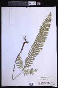 Polystichum tripteron image