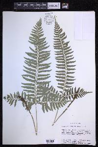 Polystichum tripteron image