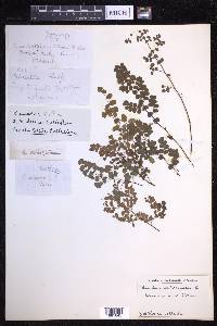 Adiantum aethiopicum image