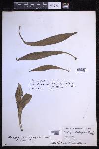 Antrophyum plantagineum image