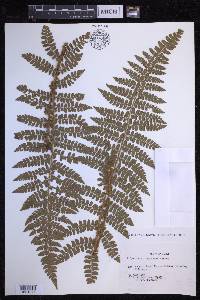 Polystichum tagawanum image