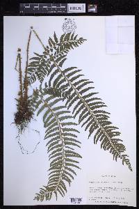 Polystichum tripteron image