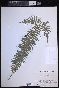 Polystichum tripteron image