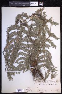 Polystichum aculeatum image