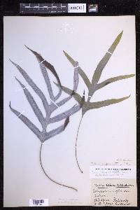 Selliguea glauca image