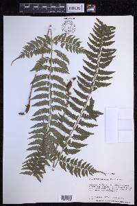 Polystichum tripteron image