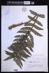 Polystichum tagawanum image