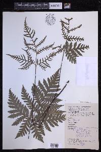 Tectaria ramosii image