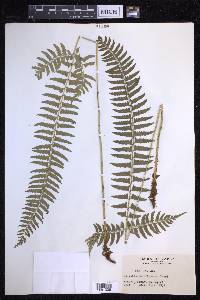 Polystichum tripteron image