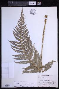 Polystichum setiferum image