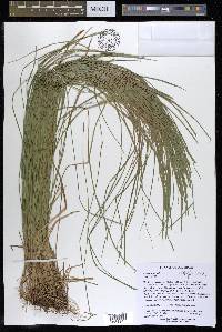 Carex bromoides image