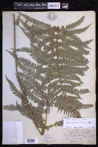 Polystichum setiferum image