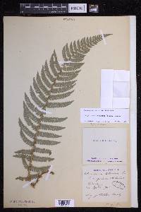 Polystichum setiferum image