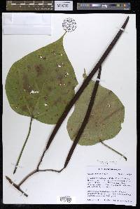 Catalpa speciosa image