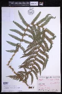 Polystichum setiferum image