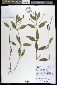 Phyla lanceolata image