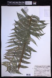 Polystichum setiferum image