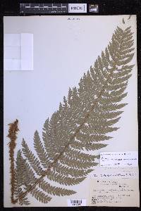 Polystichum squarrosum image