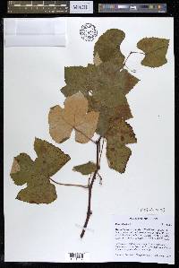 Vitis labrusca image