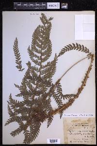 Polystichum squarrosum image