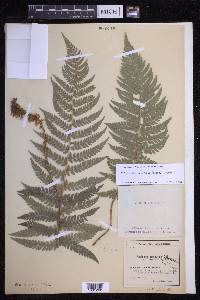 Polystichum setiferum image