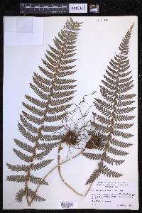 Polystichum squarrosum image