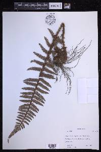 Polystichum squarrosum image