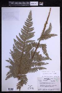 Polystichum squarrosum image