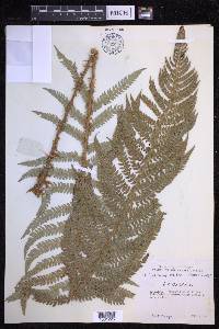 Polystichum setiferum image