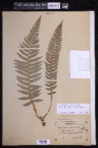 Polystichum setiferum image